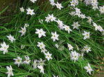 ipheion-uniflora04.jpg